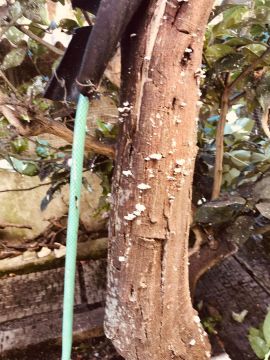 Tree Trimming and Maintenance