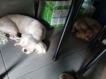 Hotel para Cães