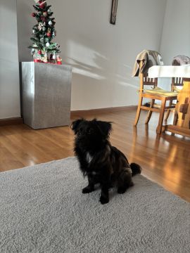 Hundetagesstätte (Hundesitter) - Haustierbetreuung und Tierpension
