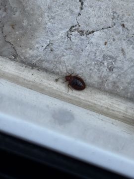 Exterminator