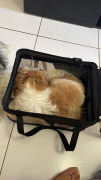 Hundepension