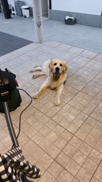 Dog Hotel