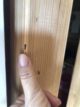 Pest Control Services