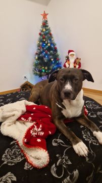 Pet Boarding and Daycare