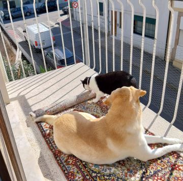 Hotel para Cães