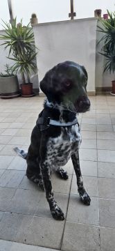 Hotel para Cães