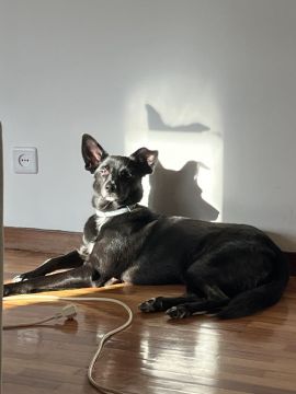 Dog Hotel