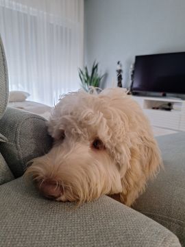 Dog Hotel