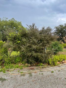 Jardinagem e Relvados - Casa