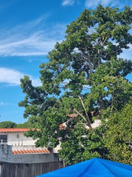 Poda e Manutenção de Árvores