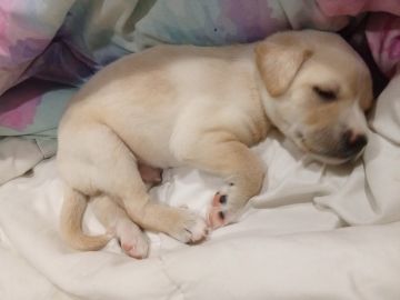 Dog Hotel