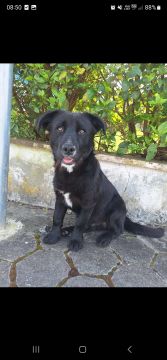 Hotel para Cães - Animais
