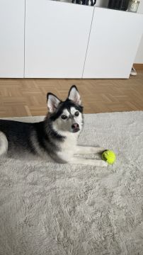 Hotel para Cães