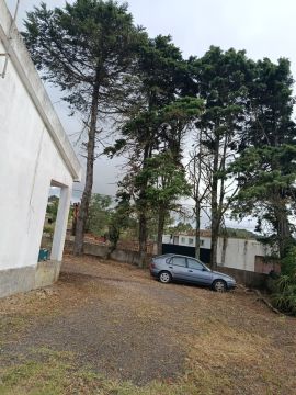 Podador de Árvores
