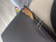 Upholstery Service