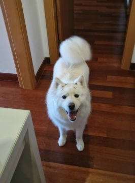 Hotel para Cães