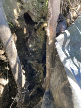Técnico de Fossas Sépticas