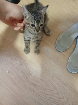 Hotel para Gatos