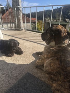 Hotel para Cães
