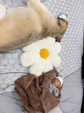 Hotel para Cães