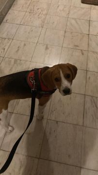 Hotel para Cães