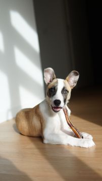 Hotel para Cães