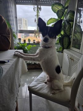 Hotel para Cães