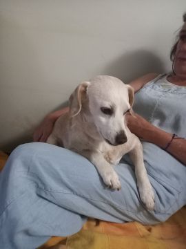 Hospedaje de perros