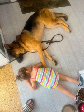 Hotel para Cães