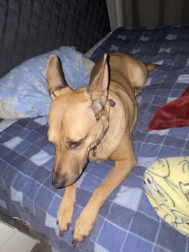 Hotel para Cães
