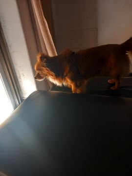 Hotel para Cães