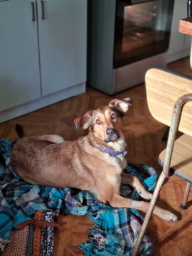 Hotel para Cães