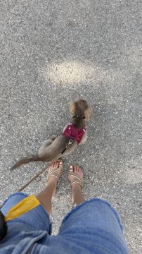 Hotel para Cães