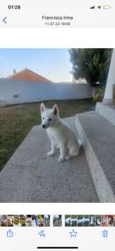 Hotel para Cães - Hotel e Creche para Animais