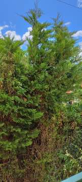 Gardener - Home Improvements