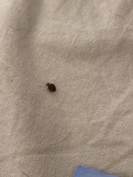 Bed Bug Exterminator