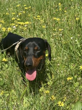 Hundepension - Haustierbetreuung und Tierpension