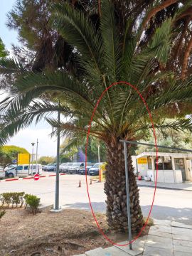 Poda e Manutenção de Árvores - Jardinagem e Relvados