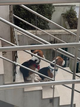 Hotel para Cães