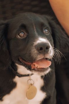 Hundepension - Haustierbetreuung und Tierpension