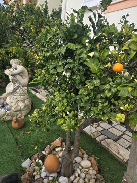 Tree Trimmer - Home Improvements