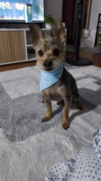 Hotel para Cães