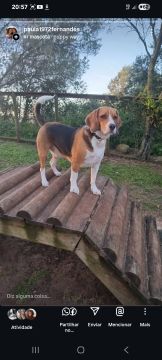 Hotel para Cães