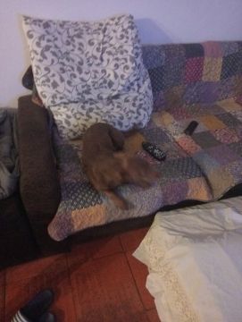 Hotel para Cães