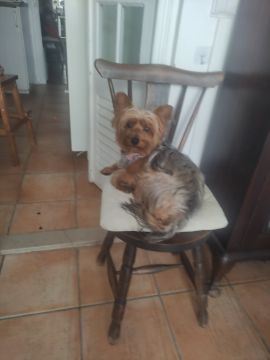 Hotel para Cães