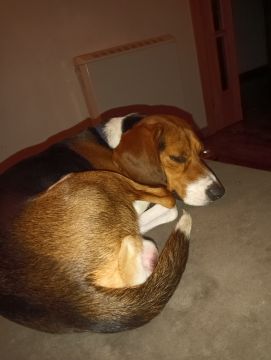 Hotel para Cães