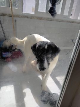 Hotel para Cães
