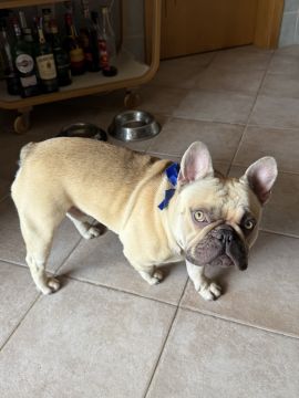 Hotel para Cães