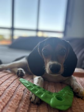 Dog Hotel