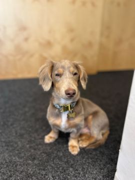 Hotel para Cães